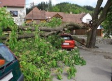 Kwikfynd Tree Cutting Services
mirriwinni