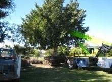 Kwikfynd Tree Management Services
mirriwinni