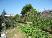 Kwikfynd Vegetable Gardens
mirriwinni